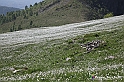 VBS_2534 - Fioritura Narcisi Castelnuovo Nigra 2022 e campi di papaveri rossi